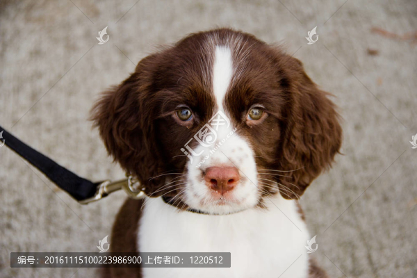 關閉了英國史賓格犬的小狗觀