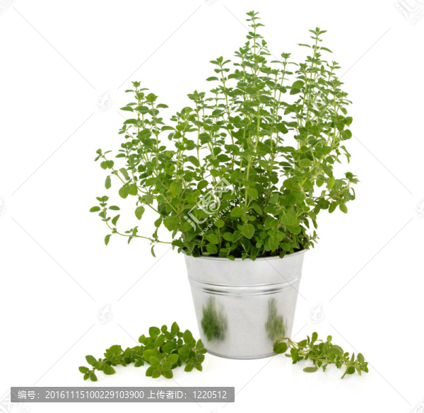 植物草本植物