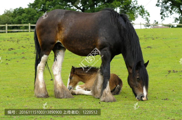 夏爾馬和小馬