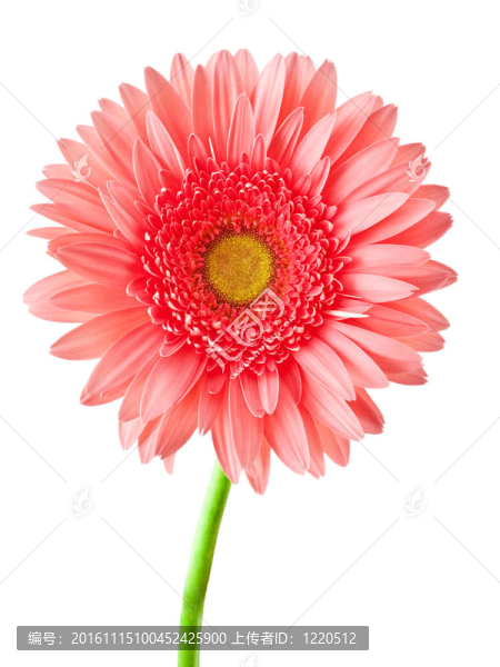 Gerber的花