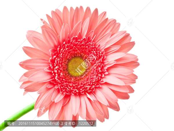 Gerber的花