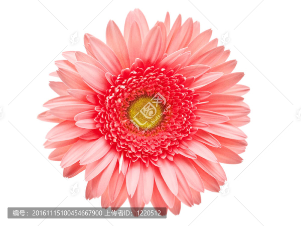 Gerber的花
