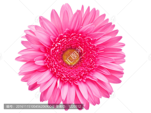 Gerber的花
