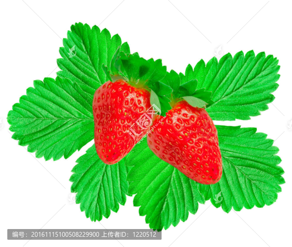 草莓