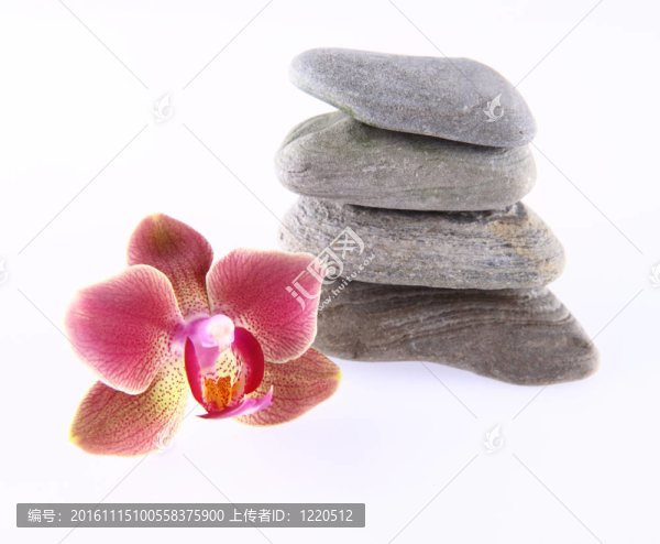 石頭和蘭花