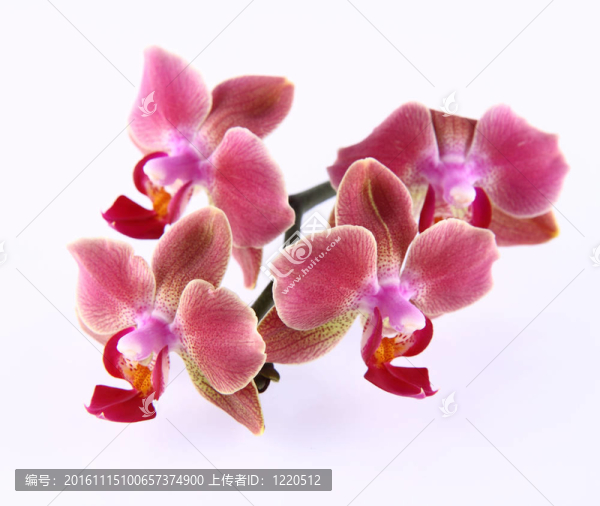 蘭花花
