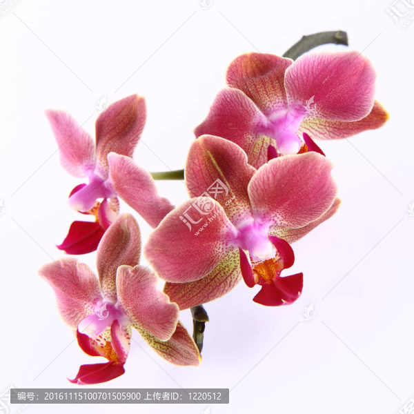 蘭花花