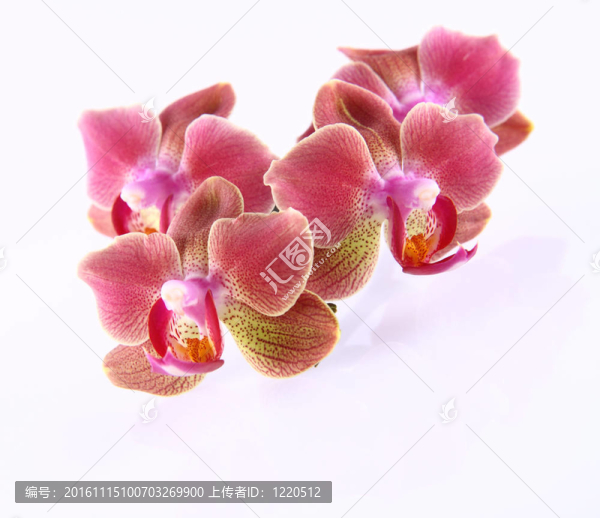 蘭花花