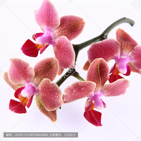 蘭花花