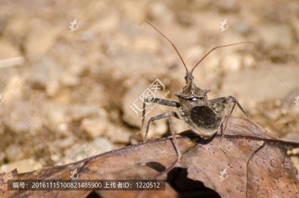 獵蝽-匯圖網(wǎng) www.fosd68.com 獵蝽