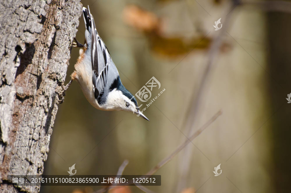 白胸鳾抱住樹