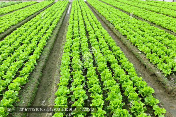 田間生菜植物