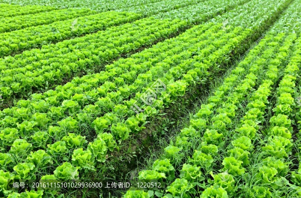 田間生菜植物