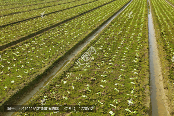 農(nóng)田-匯圖網(wǎng) www.fosd68.com 農(nóng)田