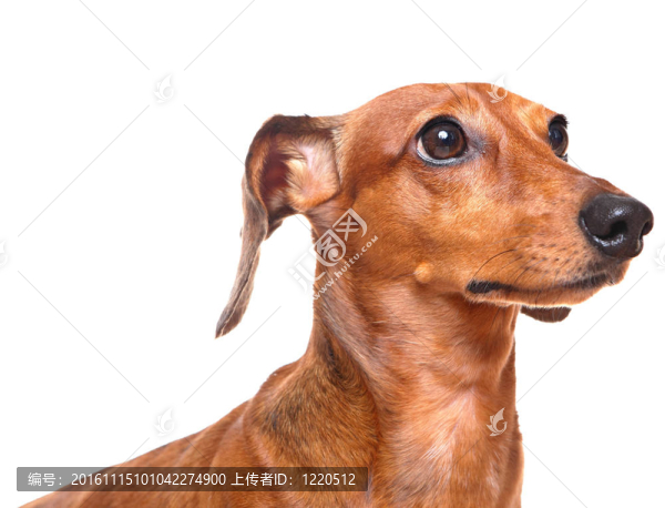 在白色背景的臘腸