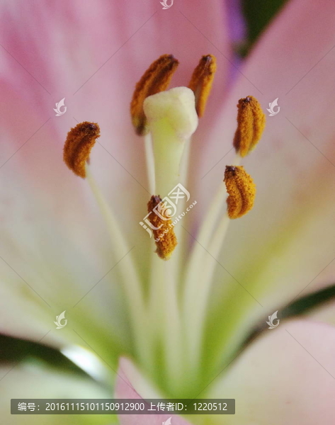 莉莉