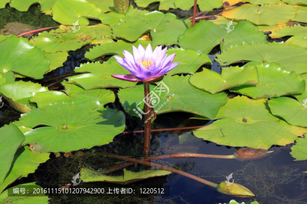 蓮花
