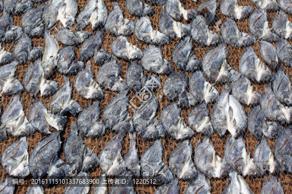 魚(yú)-匯圖網(wǎng) www.fosd68.com 魚(yú)