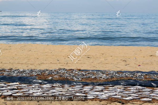 海灘上的魚