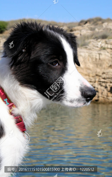 邊境牧羊犬在海上