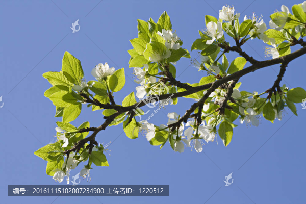 開花的蘋果樹