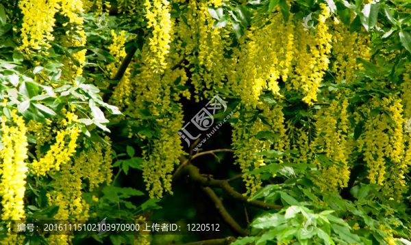 朵朵相思