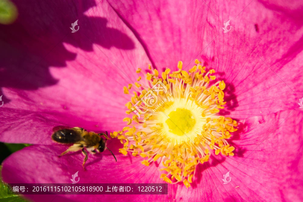 蜜蜂