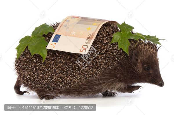 刺猬與歐元的利潤