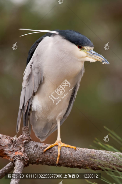 夜鷺（Nycticorax,nycticorax）