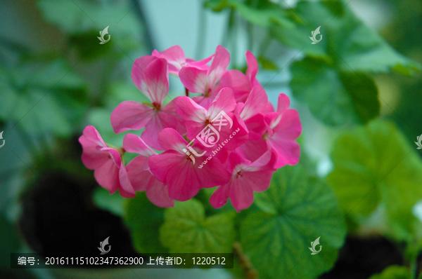 窗口的植物