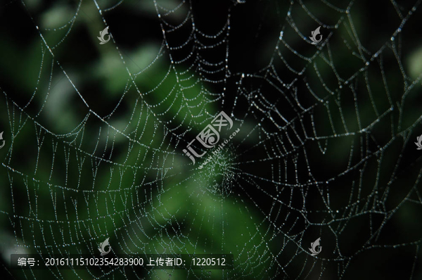 網(wǎng)狀物