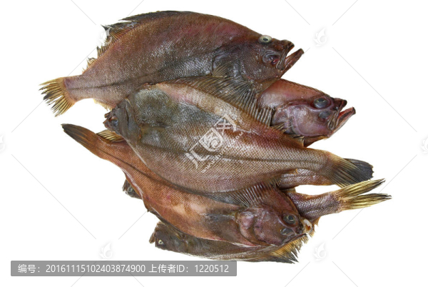 四鮮比目魚魚