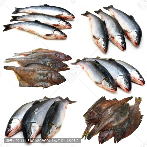 集集魚