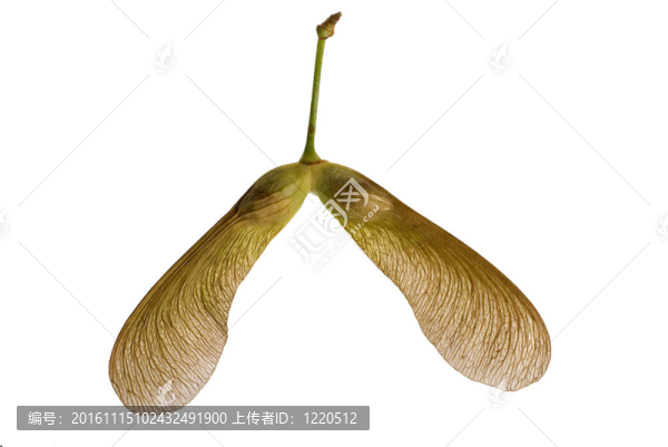 楓樹種子的雙胞胎