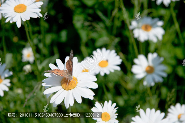 camomiles