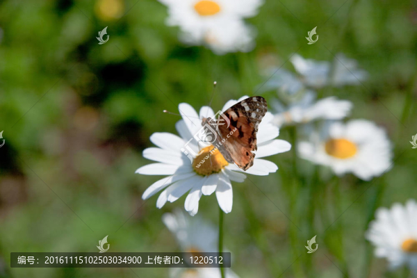 camomiles