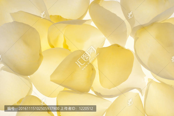 玫瑰花瓣