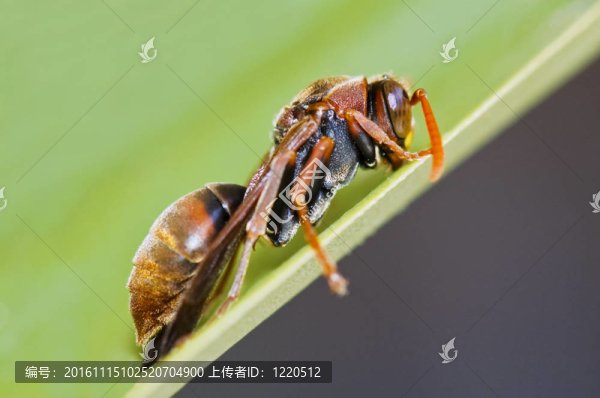 胡蜂
