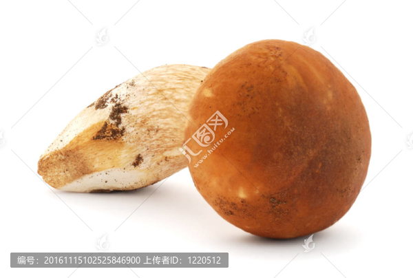 美味牛肝菌