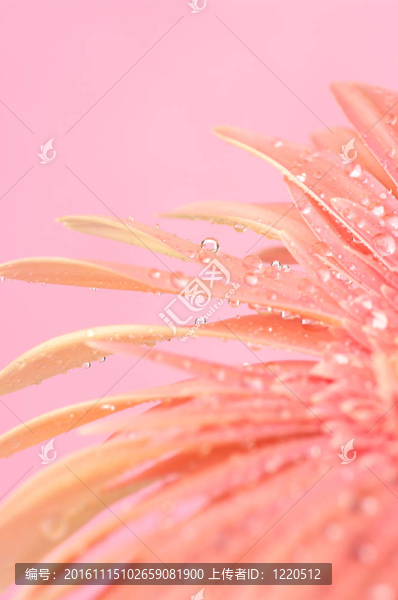 粉色非洲菊特寫
