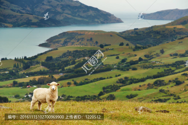 新西蘭景觀-匯圖網(wǎng) www.fosd68.com 新西蘭景觀