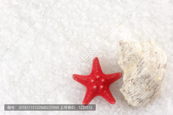 在沐浴鹽海星和貝殼