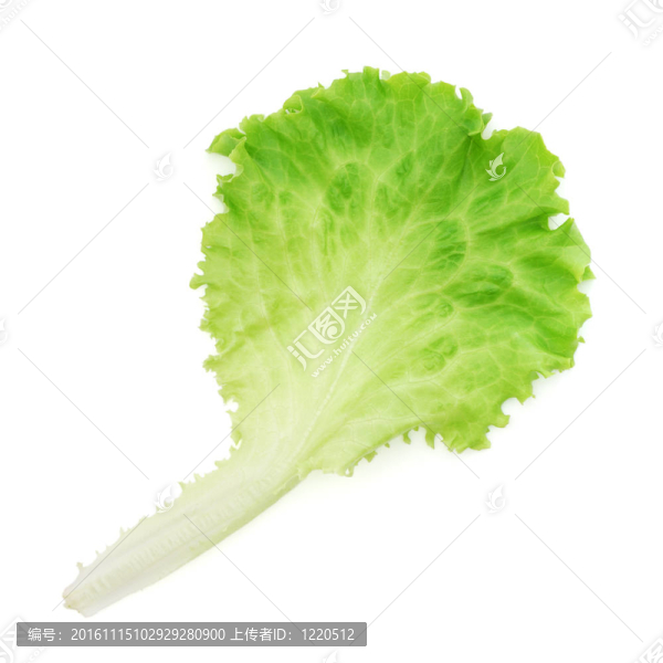 生菜