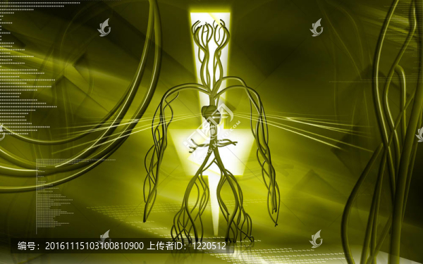 血管系統(tǒng)