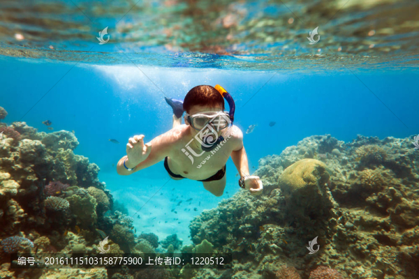 Snorkeler。紅海