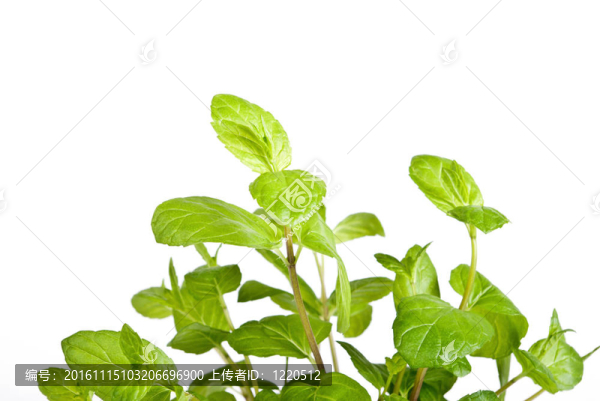 綠色-匯圖網(wǎng) www.fosd68.com 綠色