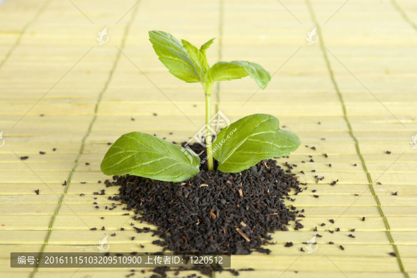 茶
