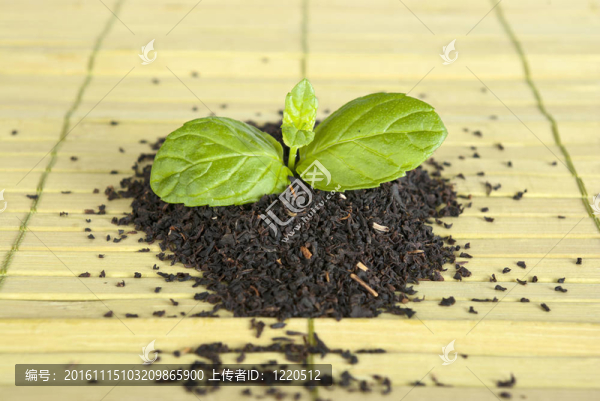 茶