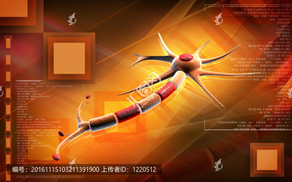 神經(jīng)元