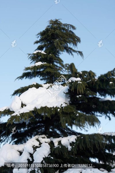 雪